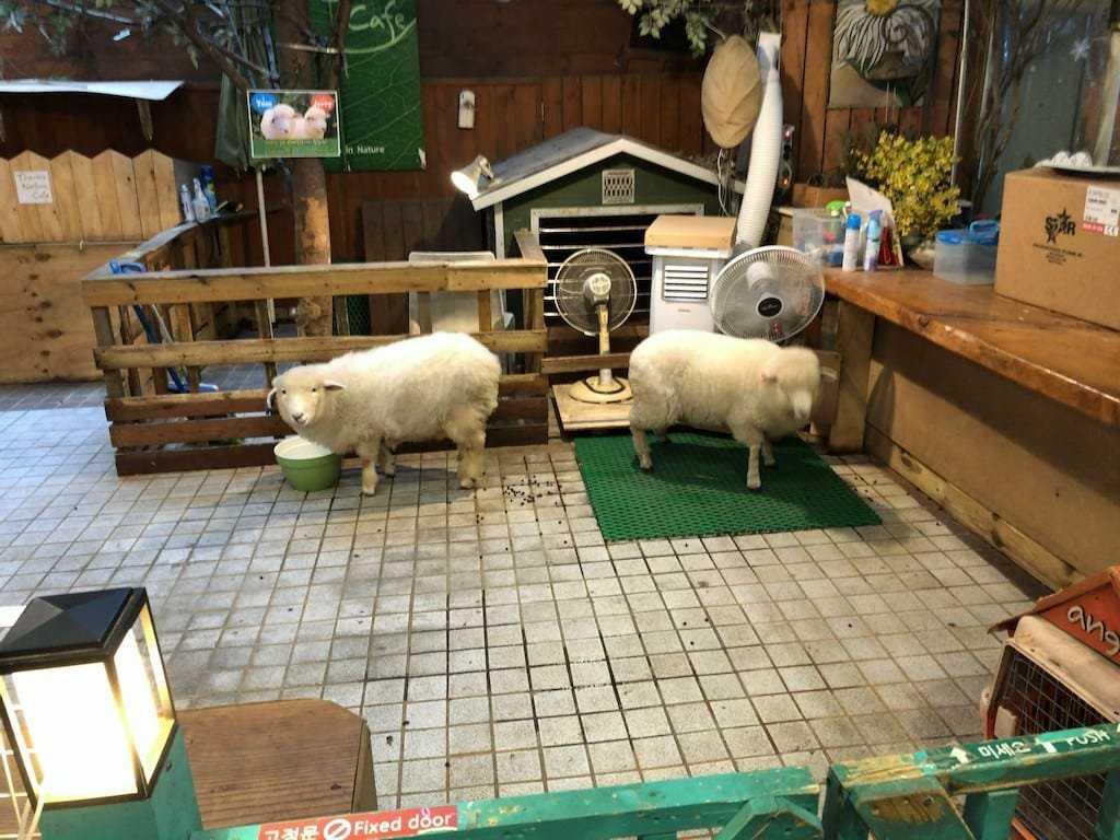 Sheep at Thanks Nature Cafe